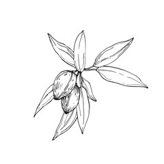 Almond branch vector illustrations hand drawn with ink. Leaves and fruits of the walnut tree isolated on white background. Set of elements for label design