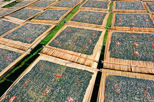 Sun drying of Kai Paen, dried river weed sheets sprinkled with sesame seeds, thinly sliced tomatoes and garlic, northern Laos