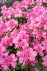 Blooming pink japan Azalea Ericaceae bush, Geisha Purple, rhododendron flower macro, background. Evergreen decorative plant outdoor or in orangery in botanical garden. Gardeining, plant breeding