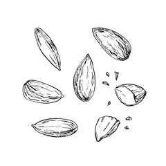 Collection of vector illustrations of almonds, hand drawn with ink. Whole and cut nut grains isolated on white background compositions and objects. Set of elements for label design