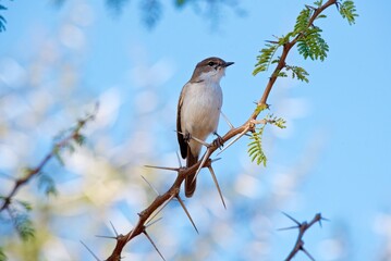 African Dusky Flycatcher (Muscicapa adusta), Dinokeng Game Reserve, South Africa