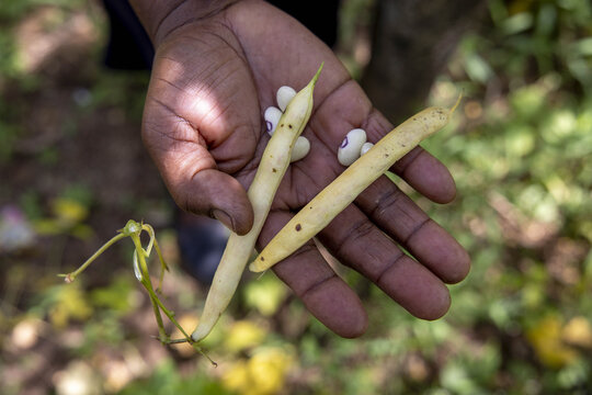 Farmer with beans in her hands in Kilimambogo, Kenya