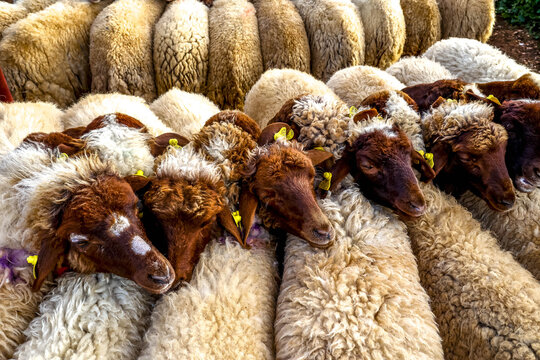 Sheep at weekly cattle market in Azrou
