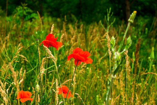 red poppies in the field