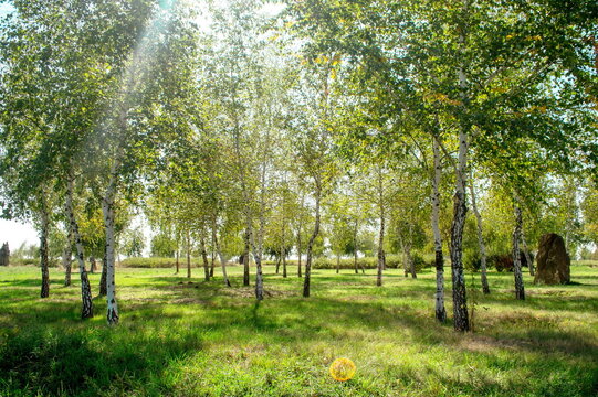 trees in the park