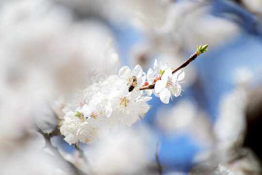 cherry blossom in spring time