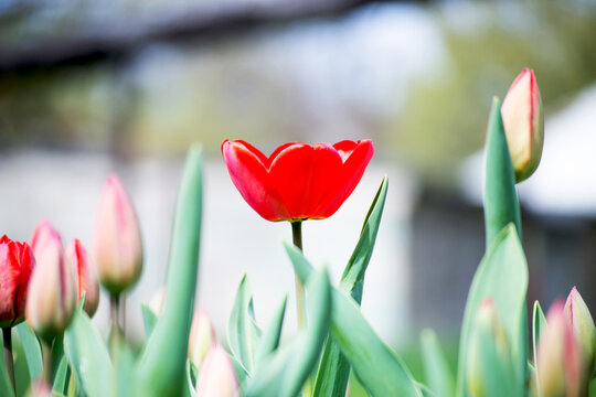 tulips in the garden