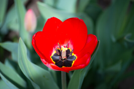 red tulip