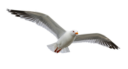Isolated Seagull Flying