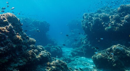 透き通る海中、サンゴ礁の神秘的な通路。穏やかな光が差し込む、青色の世界。