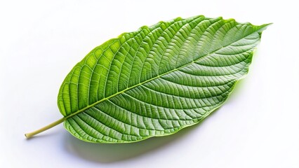 Obraz premium Minimalist Kratom Leaves: Green Botanical Background Stock Photo