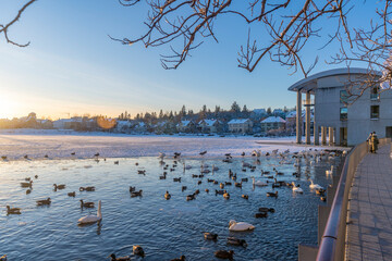 View of swans and ducks with Iceland model building in the city centre of Reykjavik in winter, Reykjavik