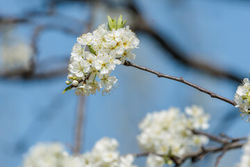 Fototapeta premium 白く可愛いスモモの花