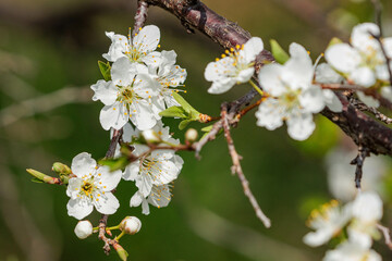早春の白い桃の花