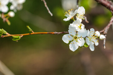 早春の白い桃の花