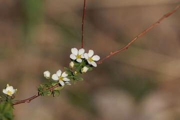 白い梅の花