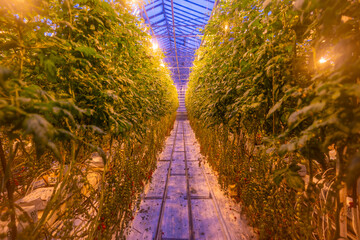View of tomatoes in greenhouse in winter at Reykholt, Borgarfjorour, Western Region