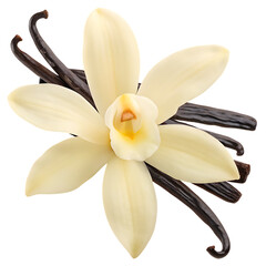  a white vanilla flower with a sticks isolated on white background PNG. GENERATIVE AI