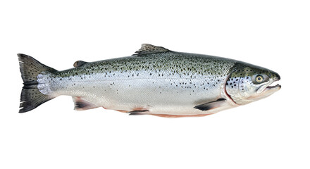 Naklejka premium Isolated Salmon