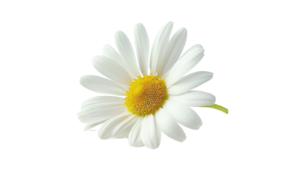 White daisy flower blooming with transparent background