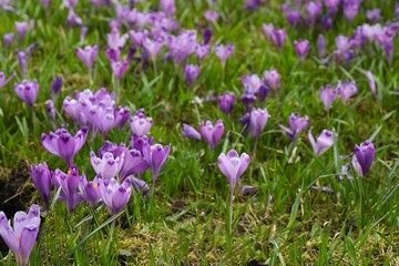 Obraz premium Spring field with crocus flowers
