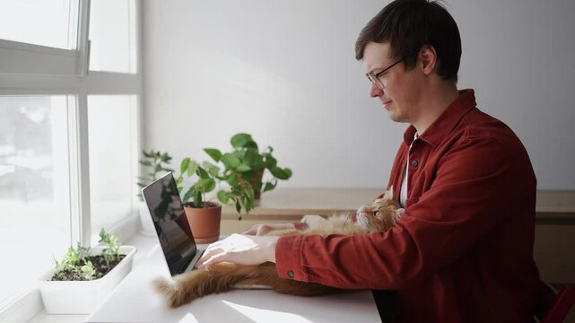 Freelance professional wearing red shirt working intently on laptop, ginger cat sleeping peacefully on lap near bright window with lush greenery, embodying tranquil home office environment
