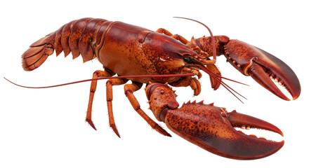 Isolated Lobster