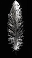 Backlit white feather on black background, mobile friendly