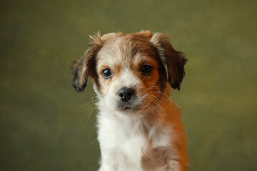 Adorable puppy having its adoption images. 
