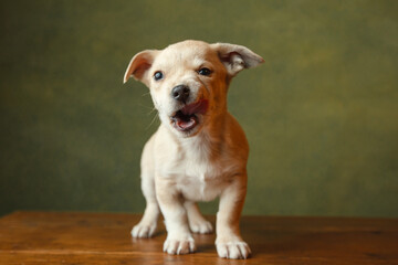 Adorable puppy having its adoption images. 