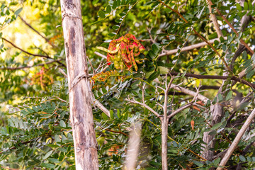 Caesalpinia spinosa pertenece a la familia de Fabaceae.