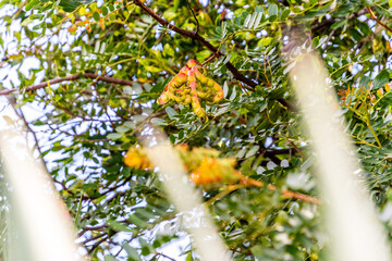 Caesalpinia spinosa pertenece a la familia de Fabaceae.