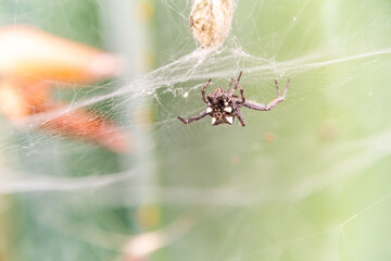 Citrofora citricola pertenece a la familia de Araneidae.