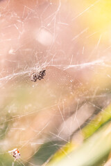 Citrofora citricola pertenece a la familia de Araneidae.