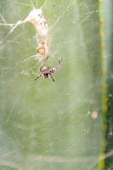 Citrofora citricola pertenece a la familia de Araneidae.