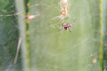 Citrofora citricola pertenece a la familia de Araneidae.