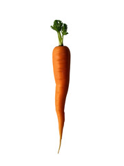 Fresh, vibrant carrot
