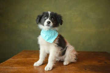 Adorable puppy having its adoption images. 