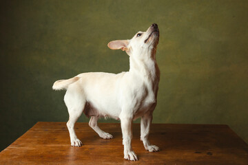 Adorable puppy having its adoption images. 