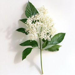 Delicate White Hydrangea Flower with Lush Green Leaves Against a Clean White Background, a Study in Botanical Simplicity
