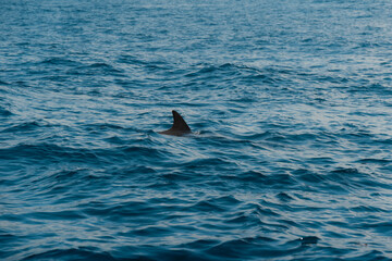 Dolphin fin emerging from the rippling waves of the indian ocean, showcasing the diverse marine life around zanzibar