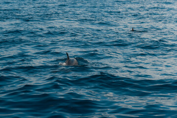 Dolphins swimming in the ocean in zanzibar, tanzania, creating a captivating wildlife scene