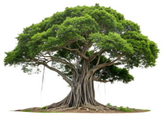 Majestic Banyan Tree PNG – Transparent Background for Versatile Design