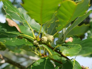 Chinkapin Oak tree acorns in summer, Colorado