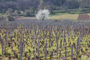 cerisier en fleurs au printemps au milieu du vignoble de Bourgogne &agrave; Marsannay-la-C&ocirc;te