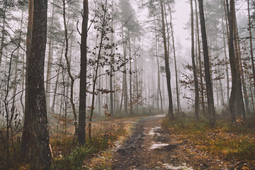 leśna droga,mgła 