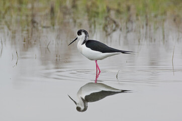 Water resistance. Black-winged Stilt. Himantopus himantopus