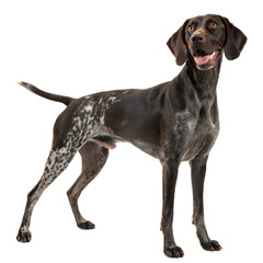 German Shorthaired Pointer AI Generated Image