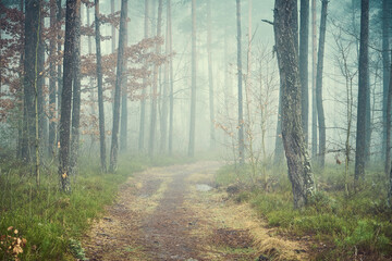 leśna ścieżka ,mgła  © Marcin Łazarczyk