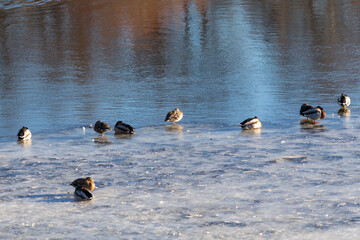 flock of ducks on melting ice in spring day